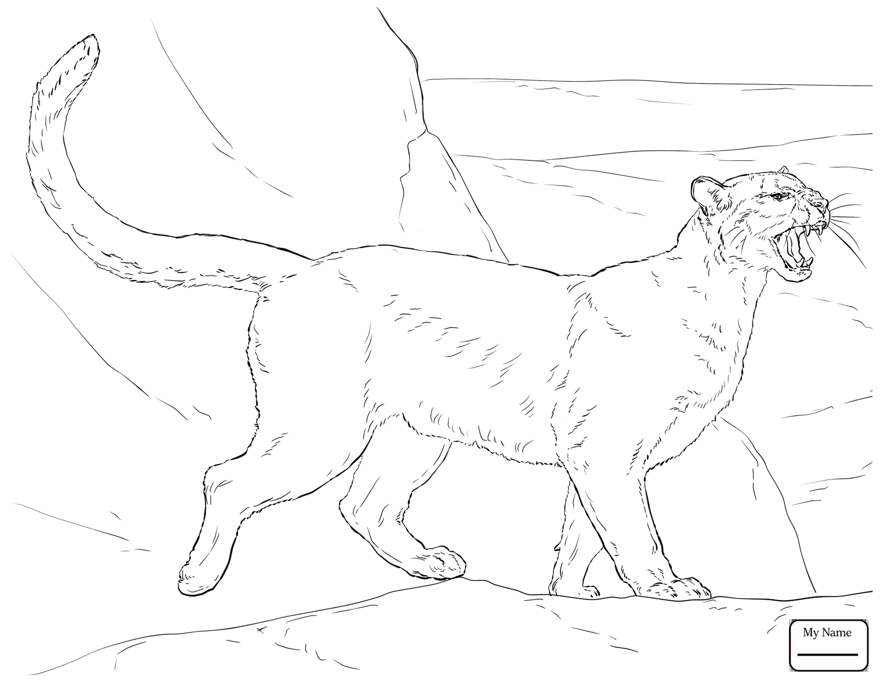 1781x1378 Cougar Looking