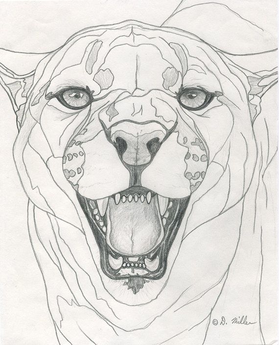 570x703 Drawn Cougar Pencil