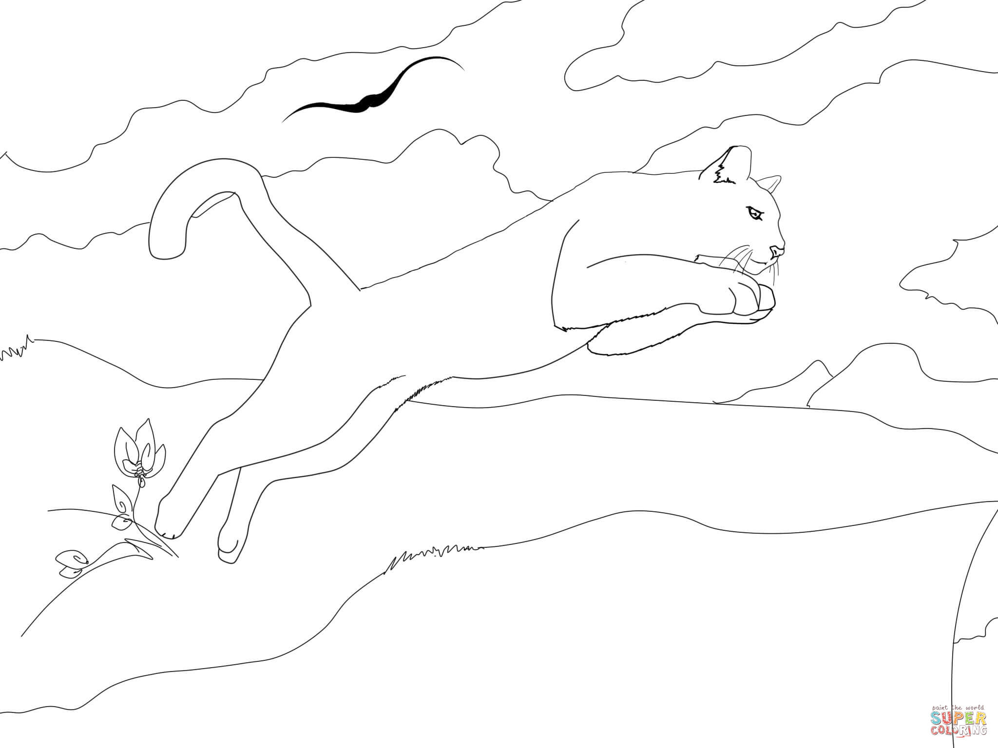2048x1536 Jumping Cougar Coloring Page Free Printable Coloring Pages