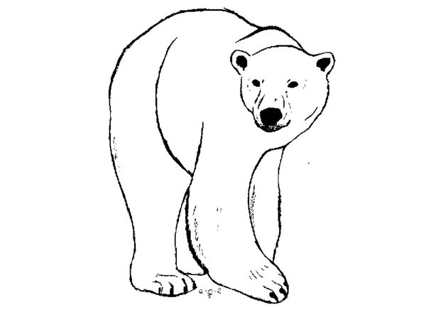 600x436 Polar Bear Lineart By Cougar5