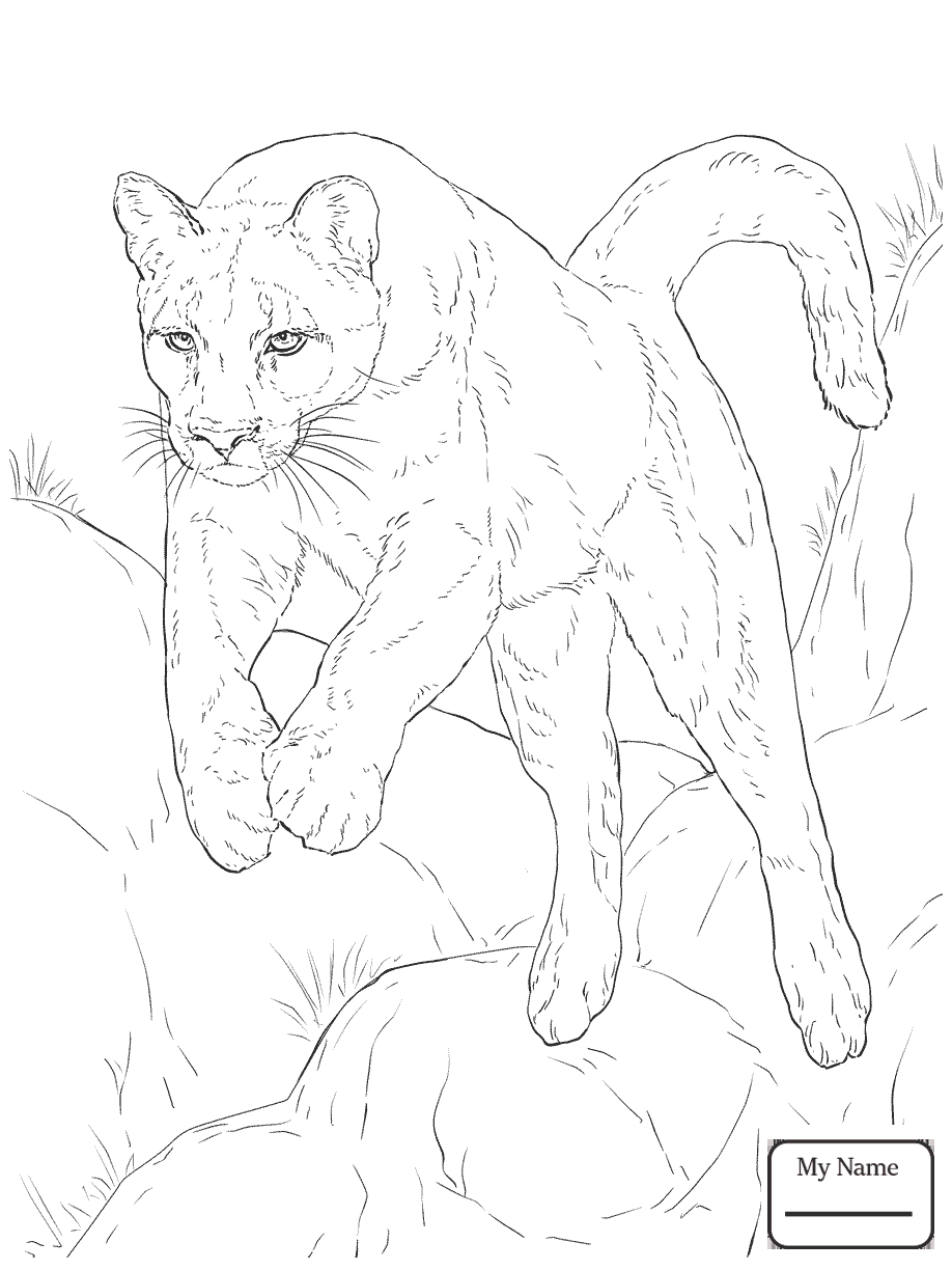 918x1224 Coloring Pages For Kids Mammals Attacking Mountain Lion Cougar