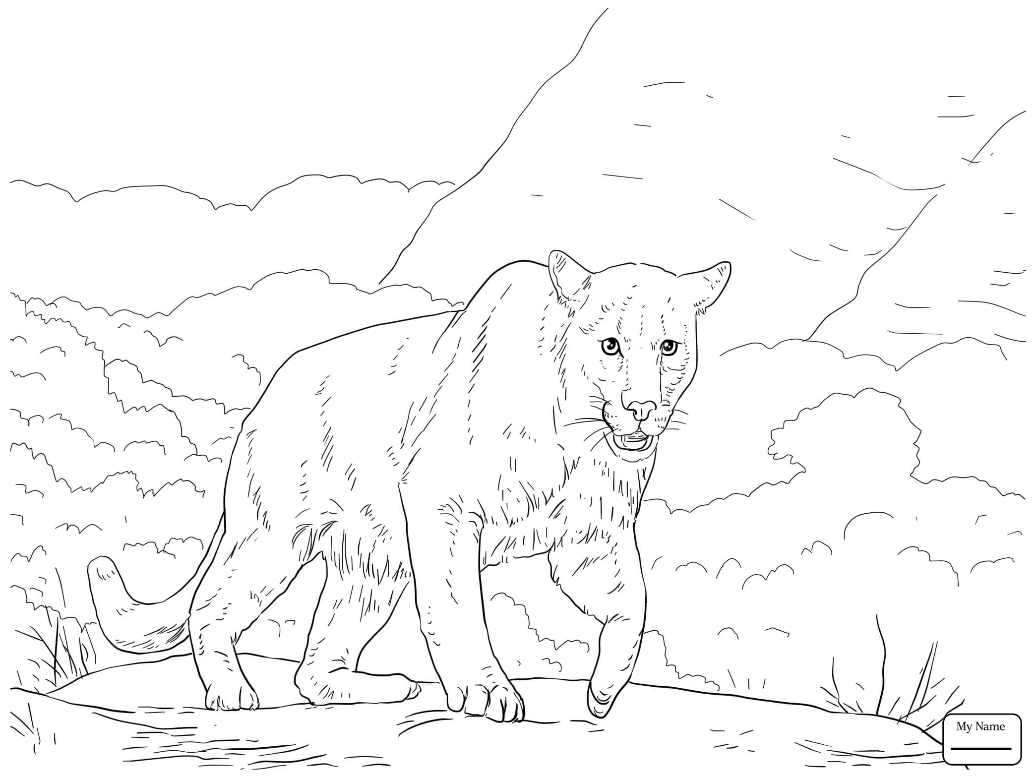 2089x1567 Coloring Pages Mammals Florida Panther Cougar