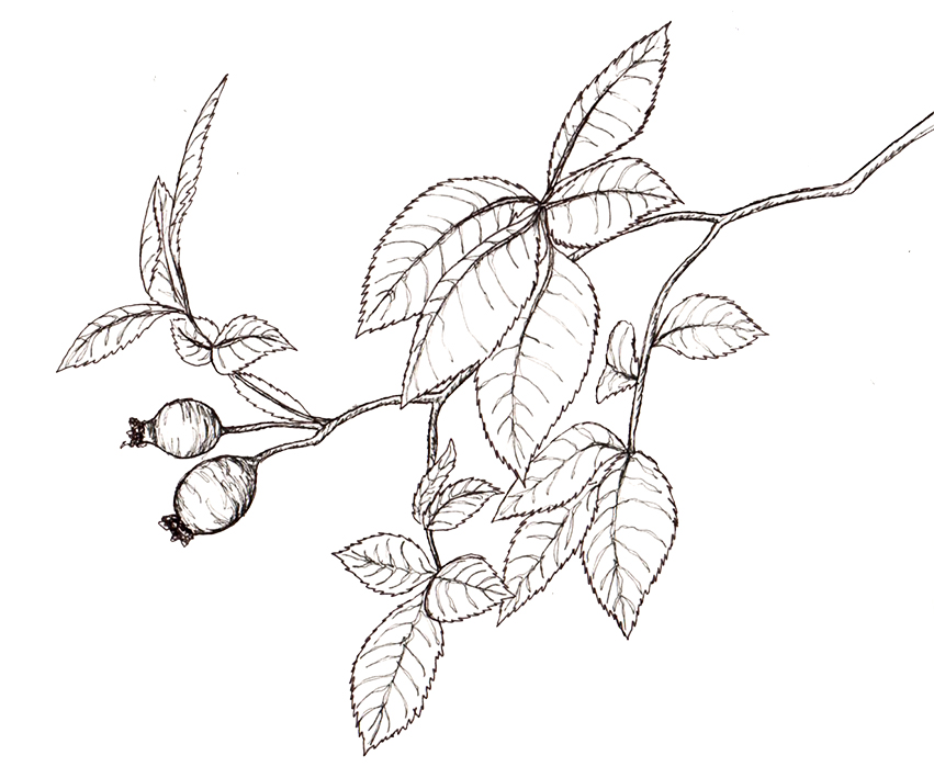 851x709 Rosehips (Own Sketch) The British Countryside Heritage