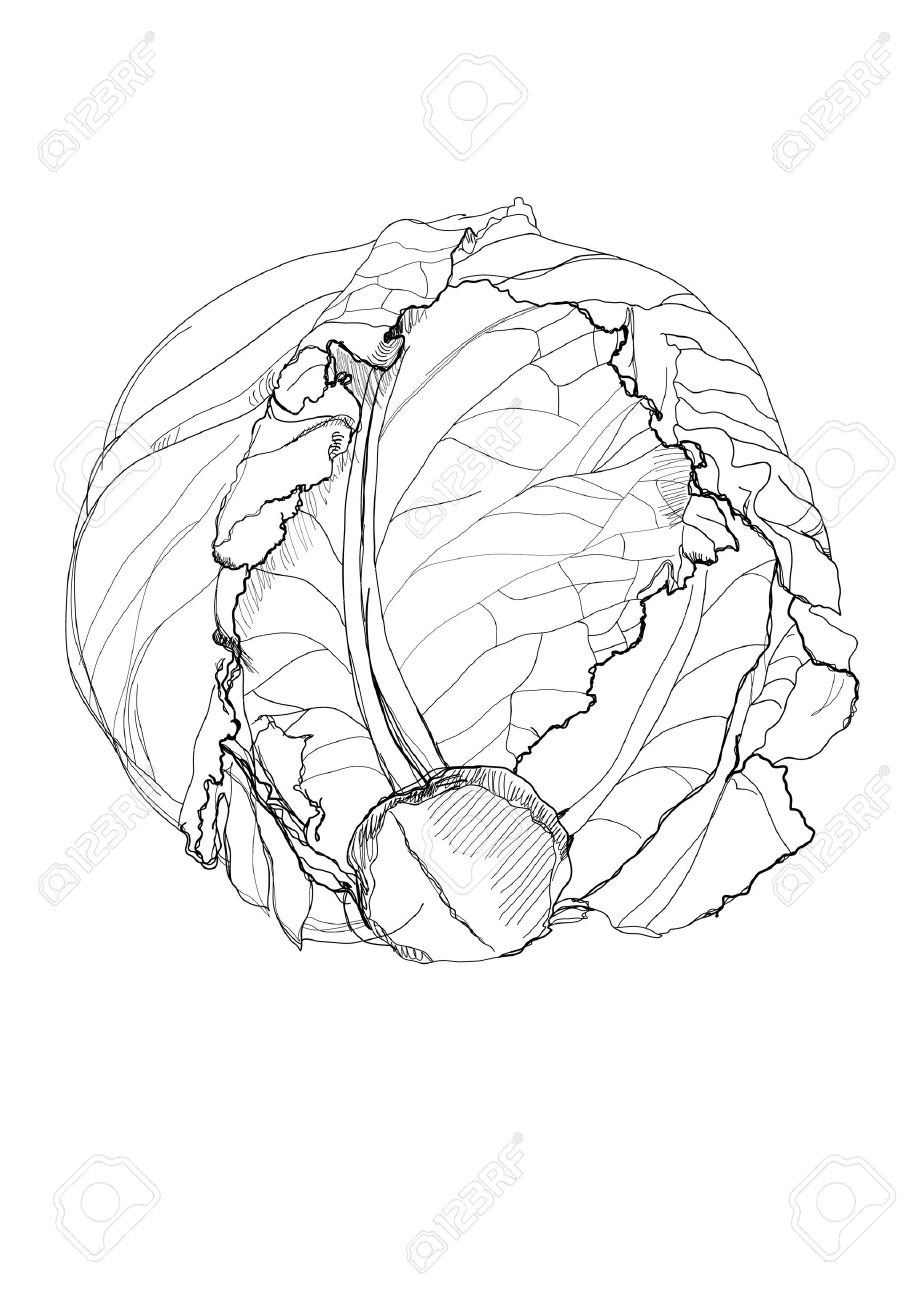 918x1300 Cabbage Pencil Drawing On White Background Royalty Free Cliparts