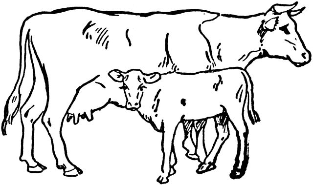 640x379 Cow And Calf Clipart Etc