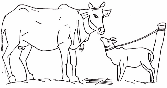 700x370 Free Cow Coloring Pages Printable