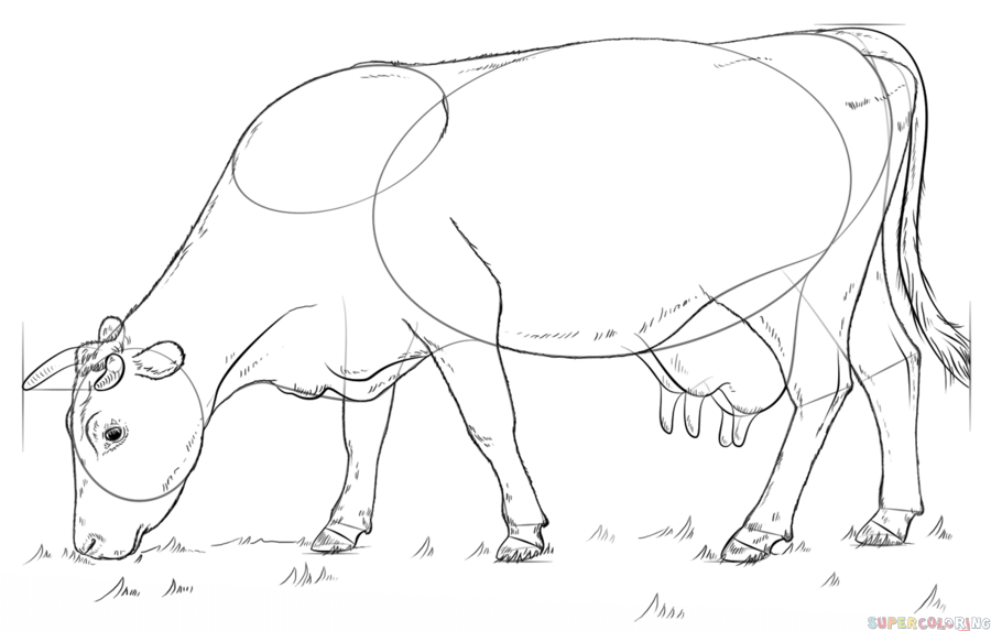900x573 How To Draw A Cow Step By Step Drawing Tutorials
