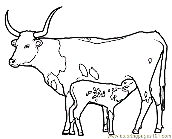 576x468 Longhorn Cow And Calf Coloring Page