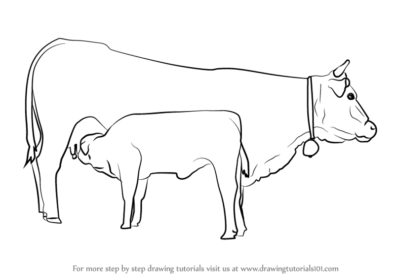 800x567 Step By Step How To Draw Cow And Young Calf
