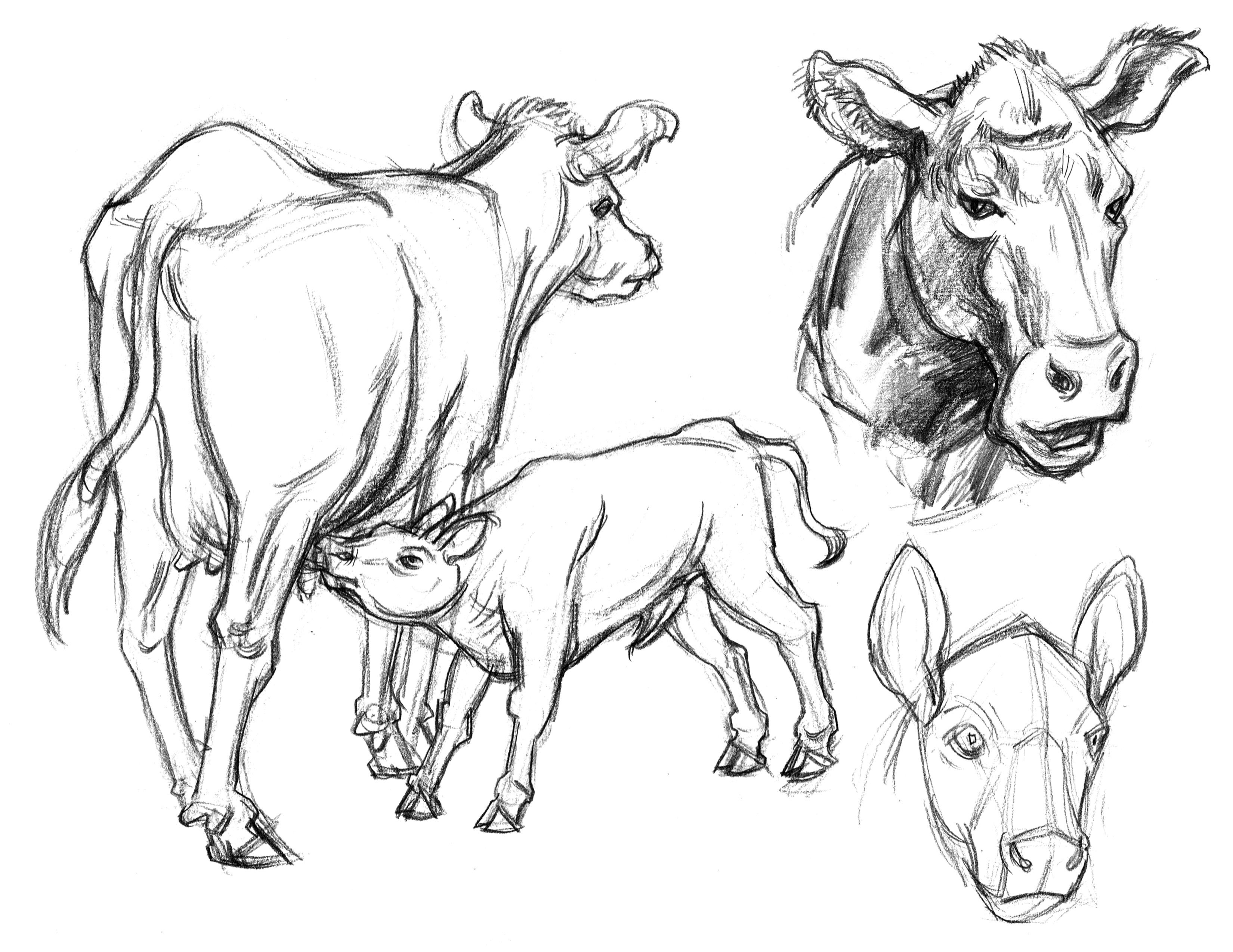 3300x2549 Garygeraths Animal Drawing