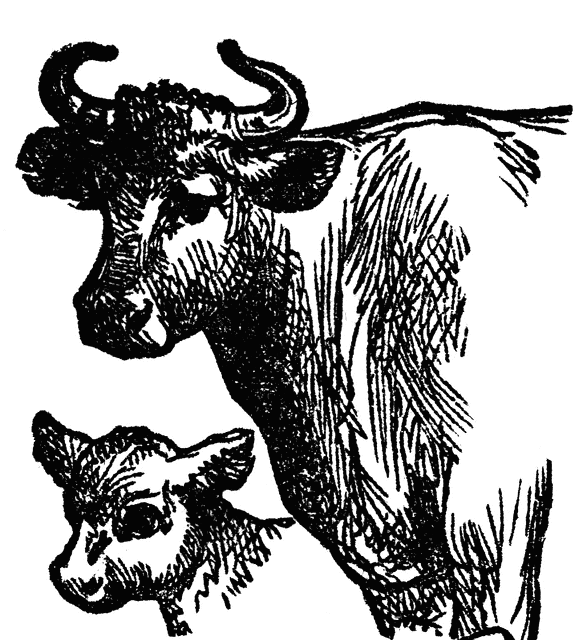 583x640 Cow And Calf Clipart Etc