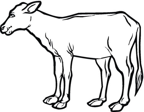 480x373 Cow Calf Coloring Page Free Printable Coloring Pages