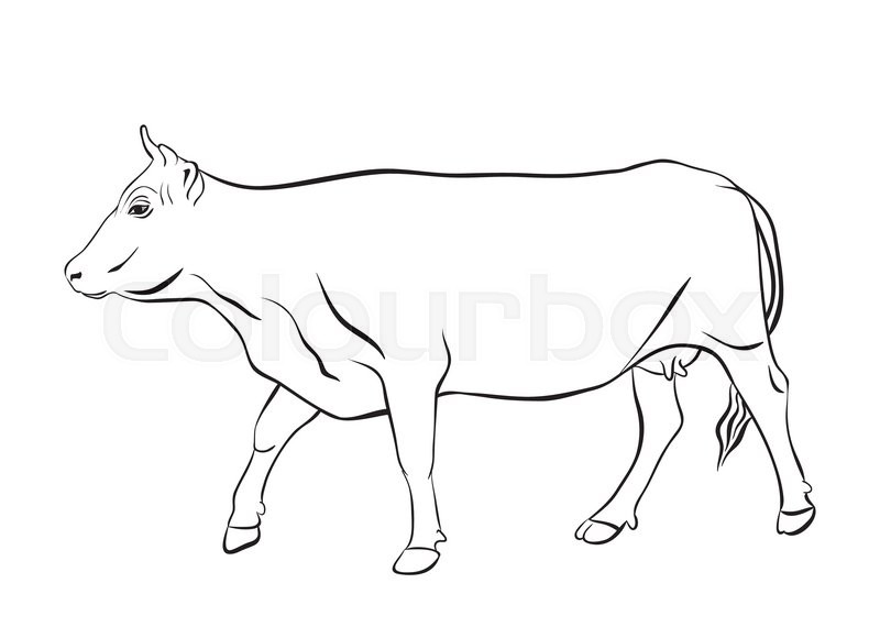 800x580 Cow Ornament Vector. Cow Drawing With Floral Ornament Decoration
