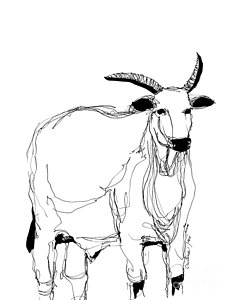 234x300 Cow Art Drawings