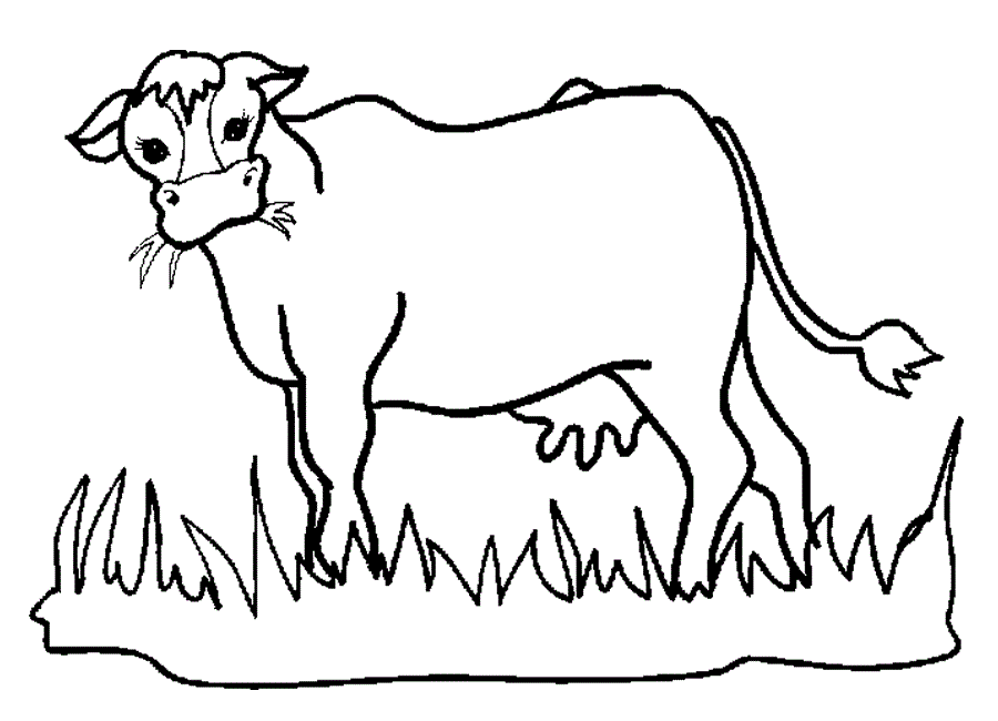 900x650 Free Printable Cow Coloring Pages For Kids