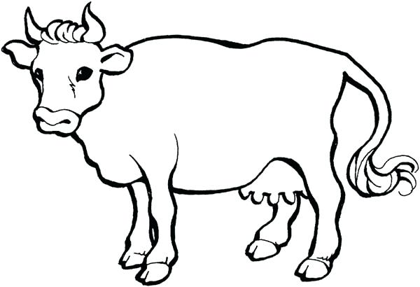 600x410 This Is Cow Coloring Pages Pictures Drawn Cow Color Coloring Pages