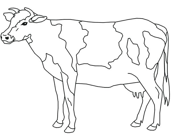 Cow Drawing For Kids at GetDrawings | Free download