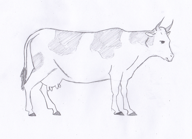 620x450 How To Draw A Cow