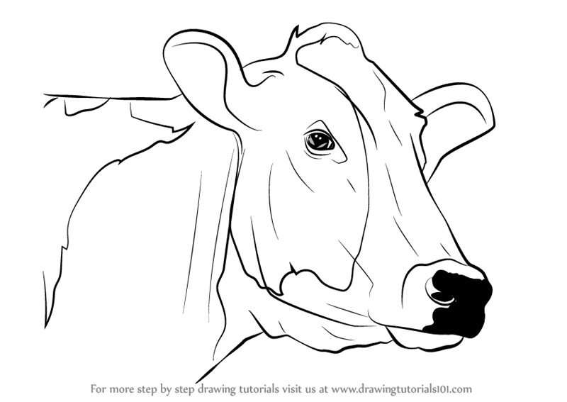 800x567 Learn How To Draw A Cow Face (Animal Faces) Step By Step Drawing