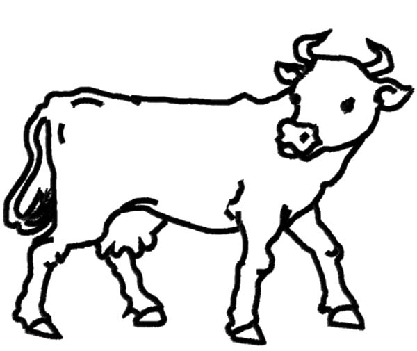 600x505 Dairy Cow Outline Coloring Pages