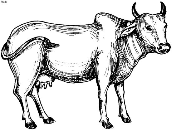 564x420 Outline Drawing Of Domestic Animals