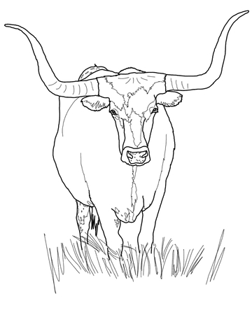 360x480 Texas Longhorn Cattle Coloring Page Free Printable Coloring Pages