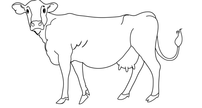 650x347 Cow Template
