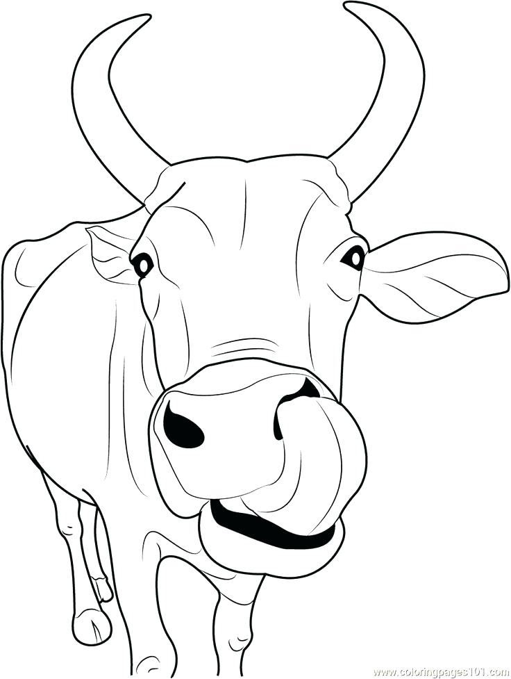 736x977 Inspirational Cow Coloring Pages Print Drawing For Kids Reading