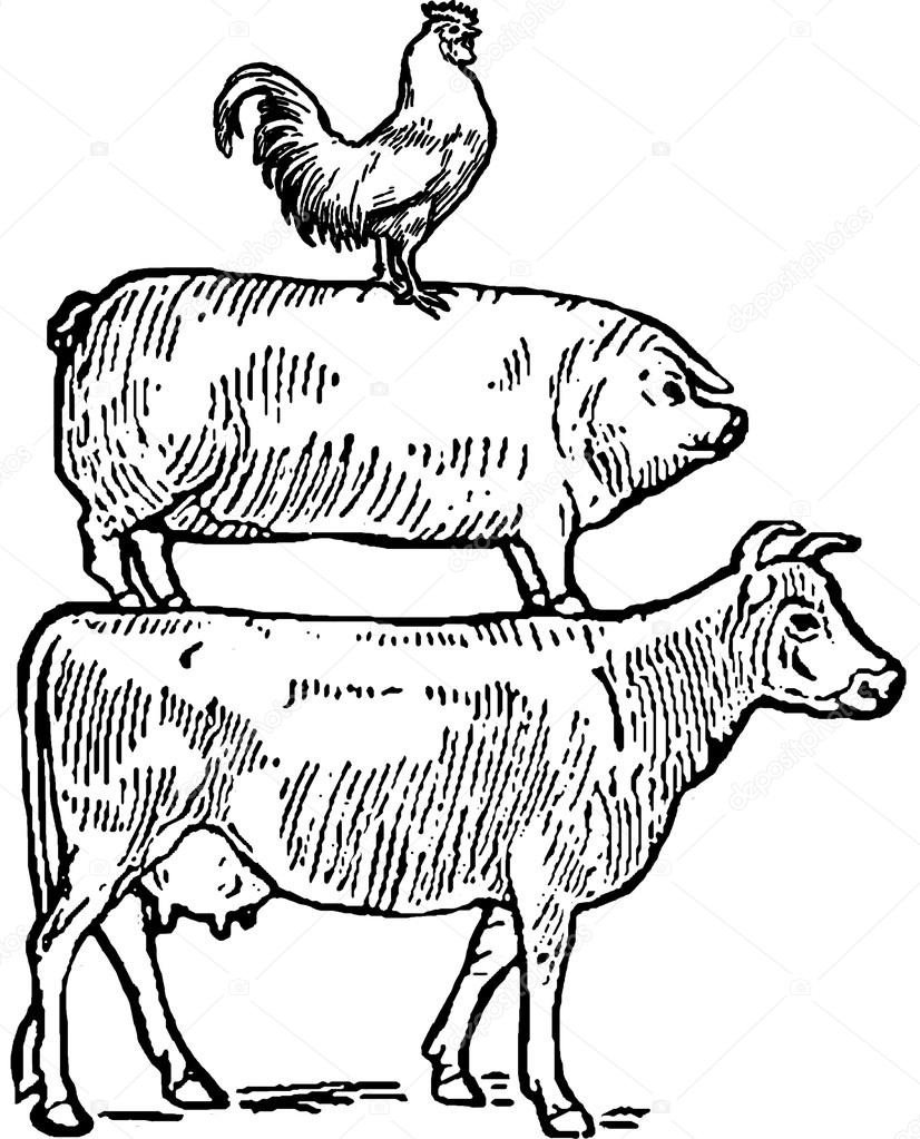 826x1023 Vintage Drawing Cow, Pig And Rooster Stock Photo Unorobus