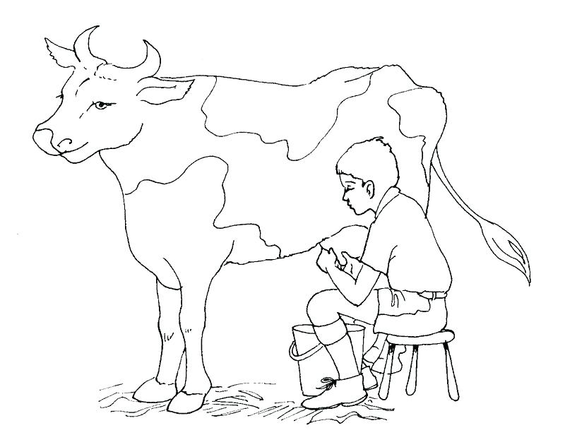 800x633 Coloring Picture Of Cow How To Draw Cow Coloring Page Coloring