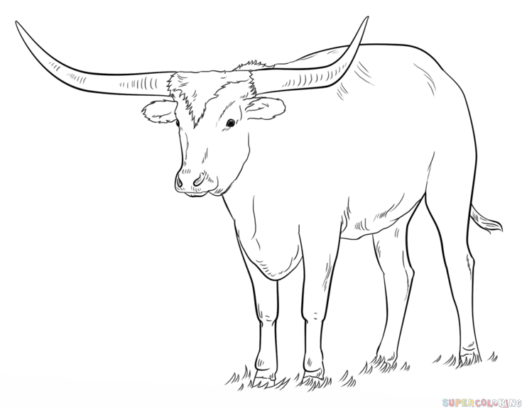 735x575 How To Draw A Longhorn Step By Step. Drawing Tutorials For Kids