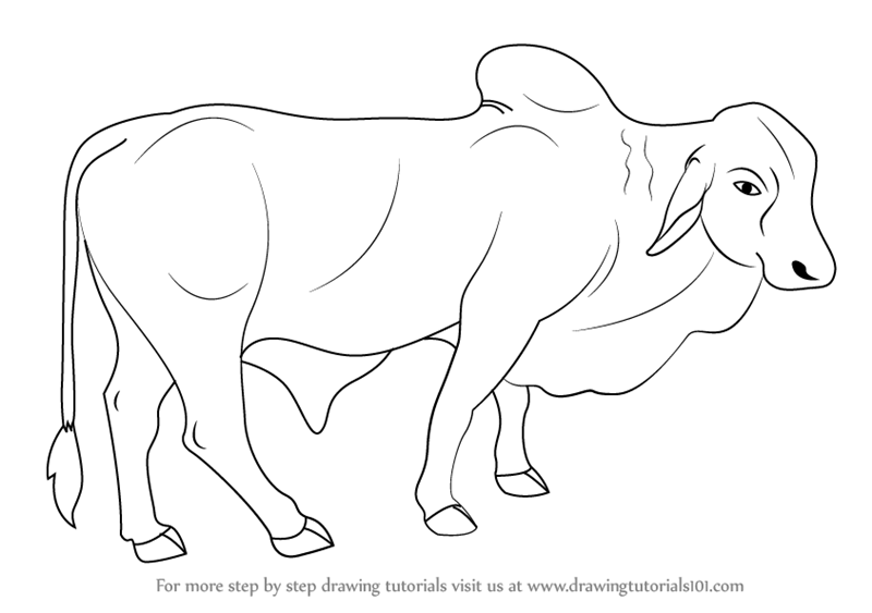 800x563 Drawing How To Draw A Buffalo Skull Plus How To Draw A Buffalo