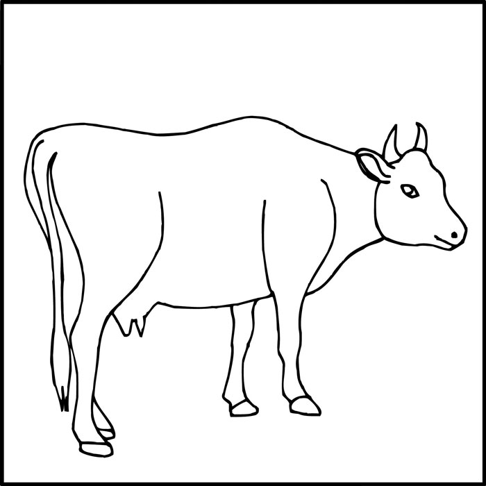 700x700 Lje Cow 6x6
