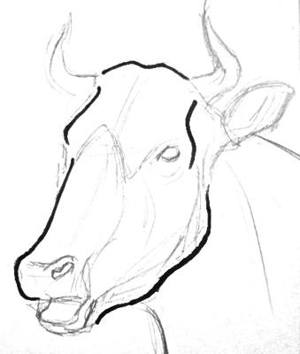 300x354 How To Draw A Bull Head