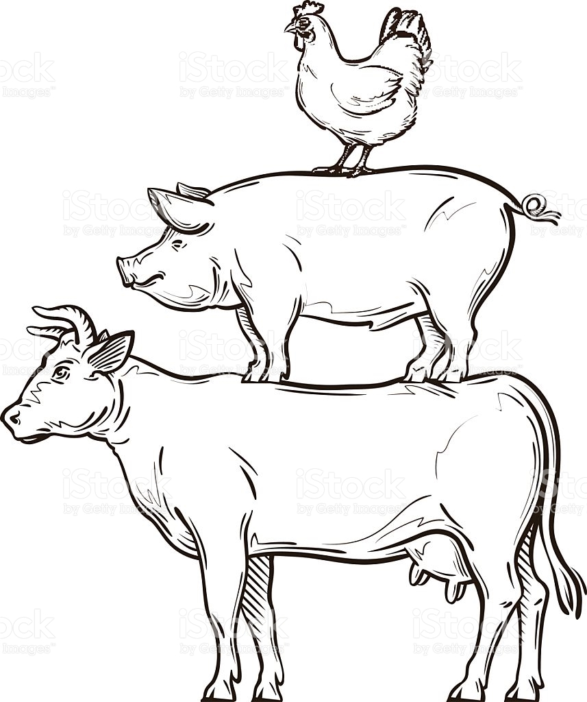 857x1024 Drawn Cattle Line Art