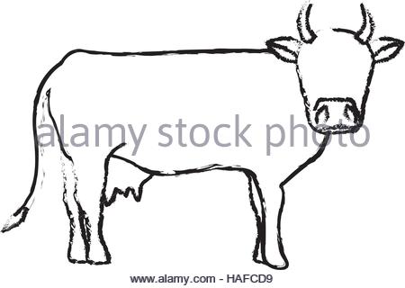 450x320 Indian Cow Head Stock Vector Art Amp Illustration, Vector Image