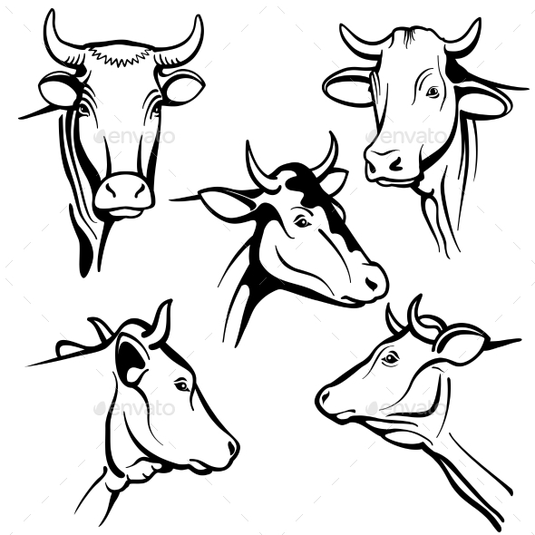 590x590 Isolated Cow Head Vector Portraits By Microvone Graphicriver