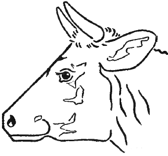 340x316 Step 6 Drawing Cow's Face And Head In Steps