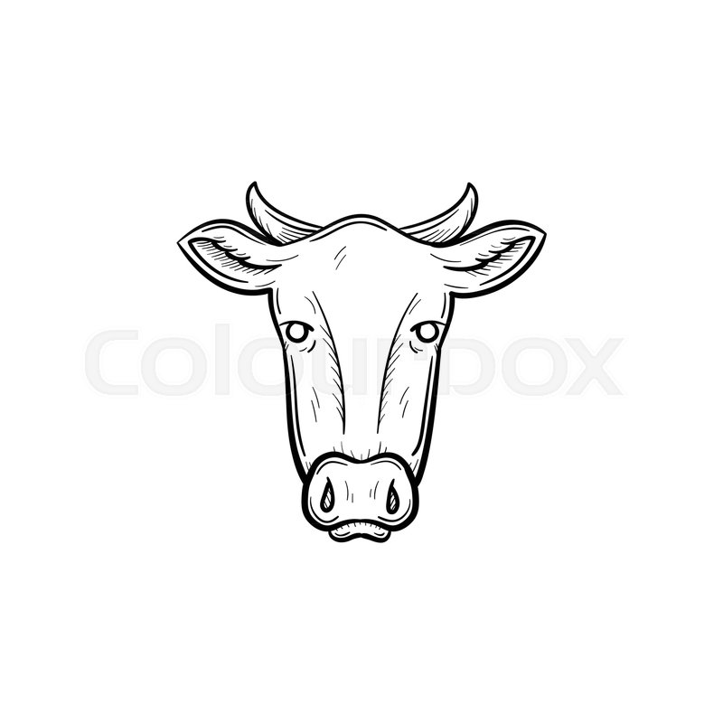 800x800 Vector Hand Drawn Cow Head Outline Doodle Icon. Cow Head Sketch