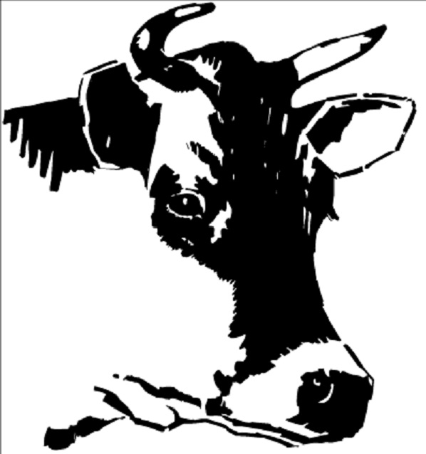 598x638 Cow Head Drawing. Paint On Coop Looking Out