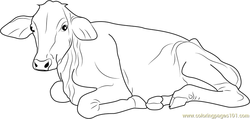 800x381 Cow Sitting Coloring Page