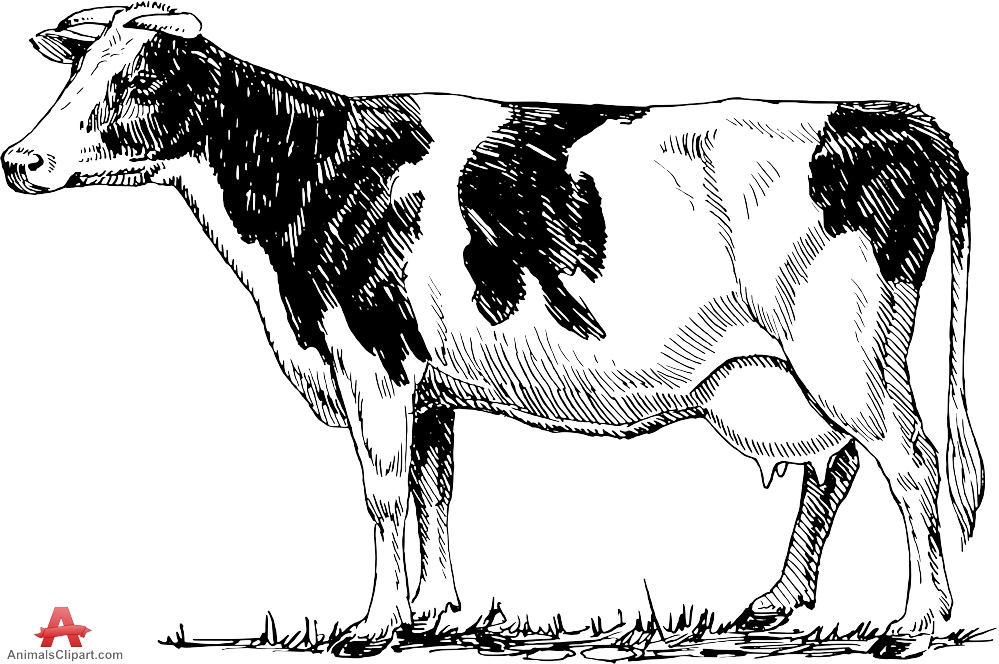 999x664 Cattle Drawing Clipart