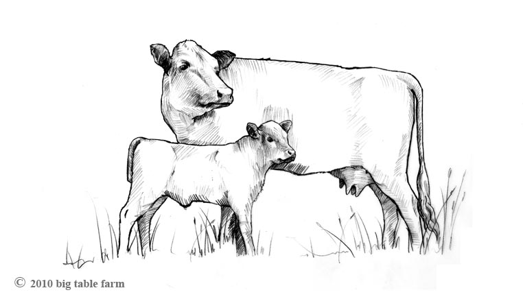 762x436 Cow And Calf Pencil Drawing