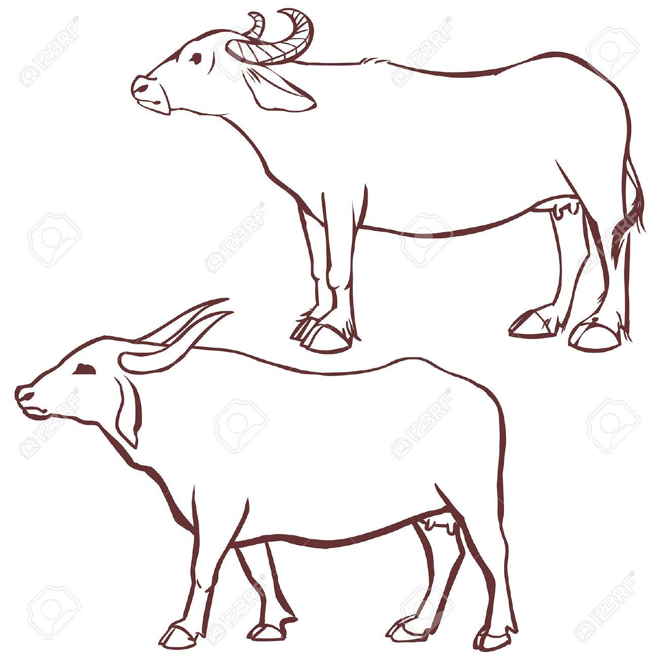 1300x1300 Buffalo Cow Outline. Vector Illustration On White Background
