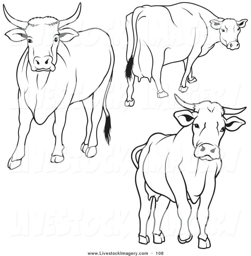 878x895 Royalty Free Stock Photo 83 Appealing Cow Outline For Essay