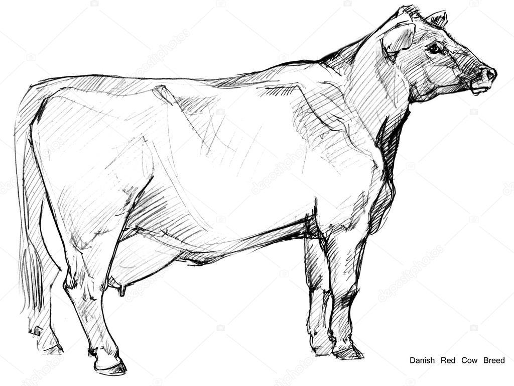 1024x768 Cow Pencil Sketch Cow. Cow Sketch. Dairy Cow Pencil Sketch. Animal