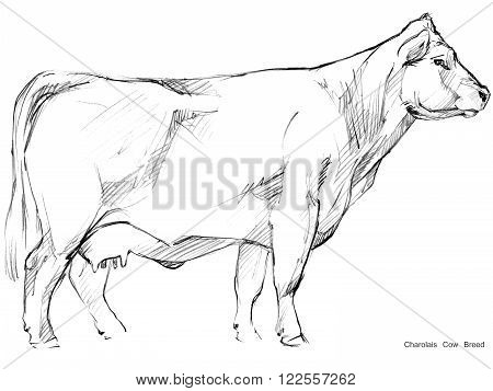 450x357 Cow. Cow Sketch. Dairy Cow Pencil Image Amp Photo Bigstock
