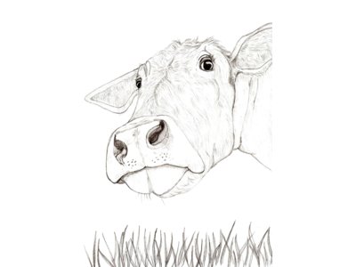 400x300 Grazing Cow In Pencil