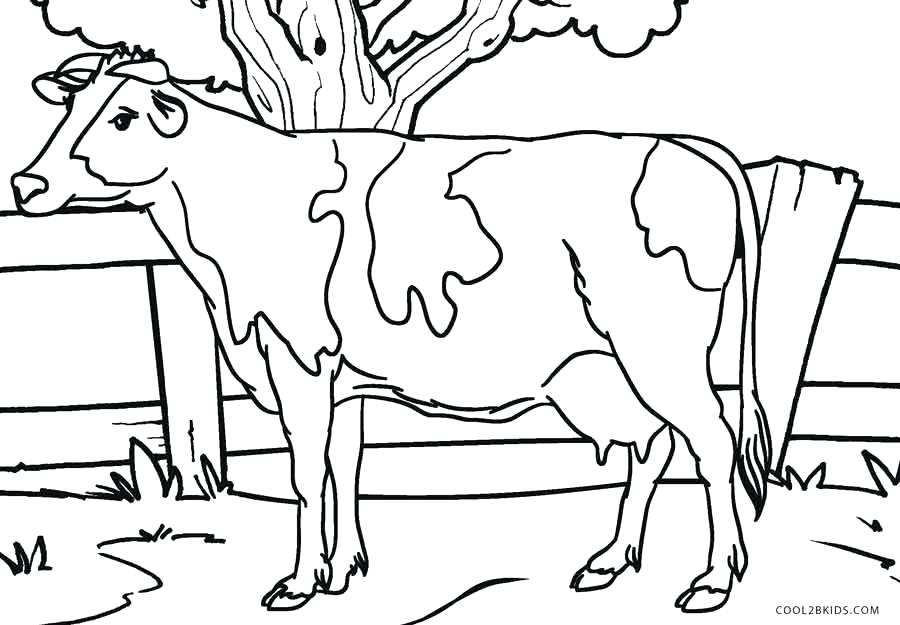 900x625 Coloring Pages Cow Printable And Sheets For Kids Thanksgiving