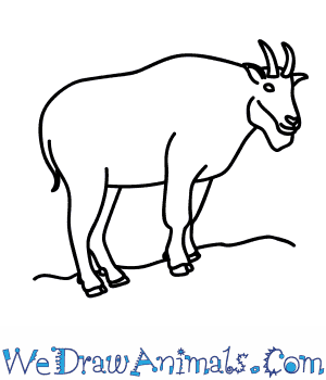 300x350 How To Draw A Mountain Goat